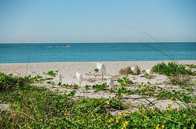 Beach Front Condo Rentals