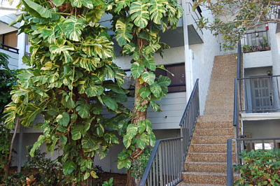 Condo Rentals Florida