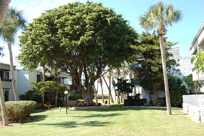 Venice Rental