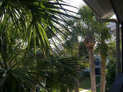 Condo Rentals Florida